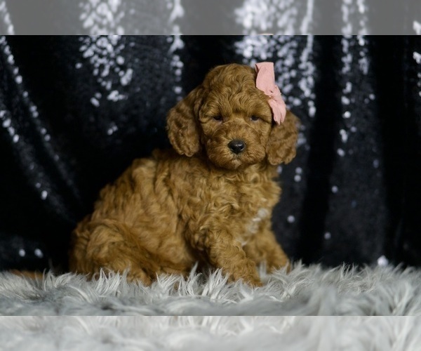 Medium Photo #3 Goldendoodle (Miniature) Puppy For Sale in WARSAW, IN, USA