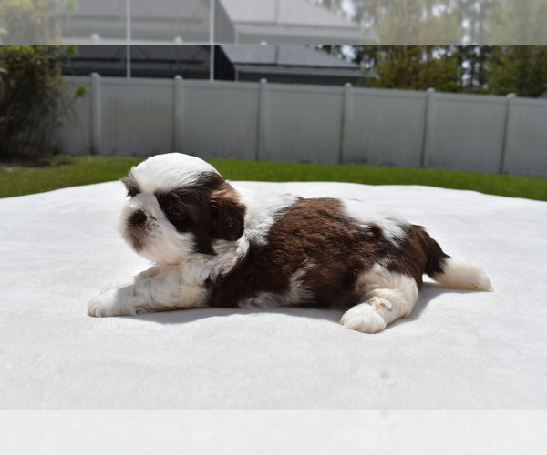 Medium Photo #2 Shih Tzu Puppy For Sale in PALM COAST, FL, USA