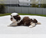 Small #1 Shih Tzu