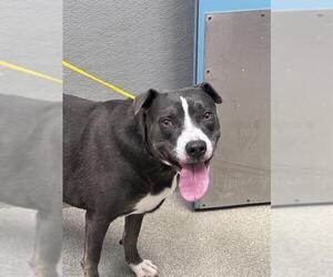 Mutt Dogs for adoption in Las Vegas, NV, USA