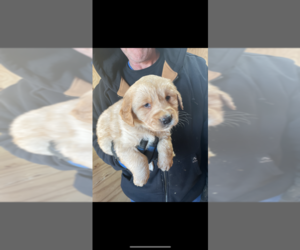 Golden Retriever Puppy for sale in MELROSE, MN, USA
