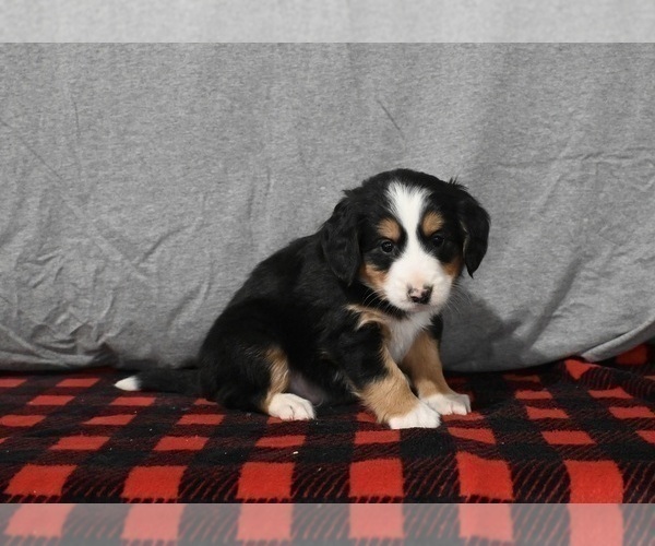 Medium Photo #5 Bernedoodle (Miniature) Puppy For Sale in MILLERSBURG, OH, USA