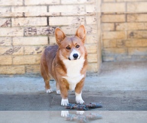 Father of the Pembroke Welsh Corgi puppies born on 08/26/2022