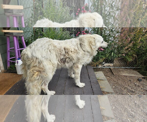 Medium Photo #2 Great Pyrenees Puppy For Sale in Hamilton, MT, USA