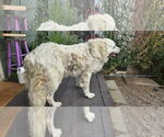 Small #1 Great Pyrenees