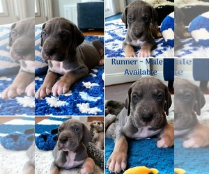 Great Dane Puppy for sale in INDEPENDENCE, MO, USA