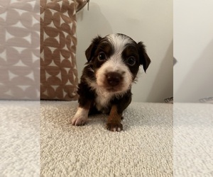 Miniature Australian Shepherd Litter for sale in MONTGOMERY, AL, USA
