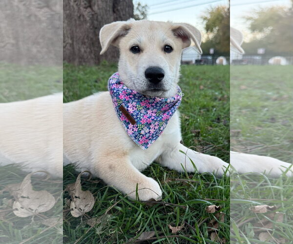 Medium Photo #1 Mutt Puppy For Sale in Des Moines, IA, USA