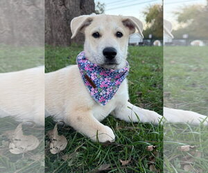 Mutt Dogs for adoption in Des Moines, IA, USA