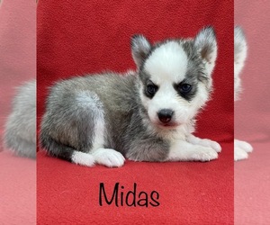 Siberian Husky Puppy for sale in DEARBORN, MO, USA