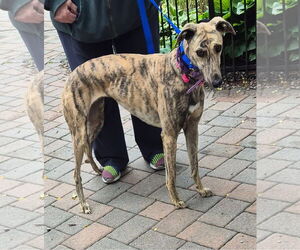 Greyhound Dogs for adoption in Cherry Hill, NJ, USA
