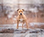Small #4 American Staffordshire Terrier Mix