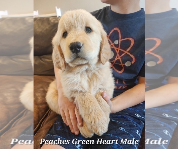 Medium Photo #2 Golden Retriever Puppy For Sale in KINGMAN, AZ, USA