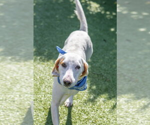 Donald - Male Mutt Dog for Adoption - Photo #3