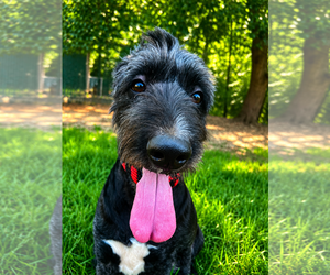 Rose Doodle Jul 26 - Female Poodle (Standard)-Unknown Mix Dog for Adoption - Photo #4