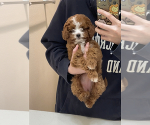 Cavapoo Puppy for Sale in IRVINE, California USA