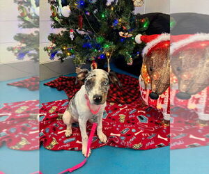 Labrador Retriever Dogs for adoption in Muskegon, MI, USA