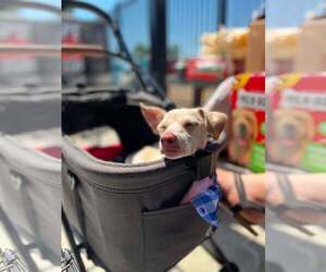 Dingo - Male Chihuahua-Unknown Mix Dog for Adoption - Photo #7