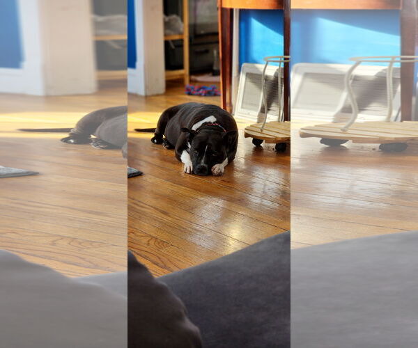 Medium Photo #4 Mutt Puppy For Sale in Plainfield, IL, USA