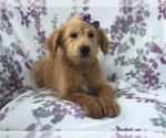 Small Photo #2 Aussiedoodle Puppy For Sale in LAKELAND, FL, USA