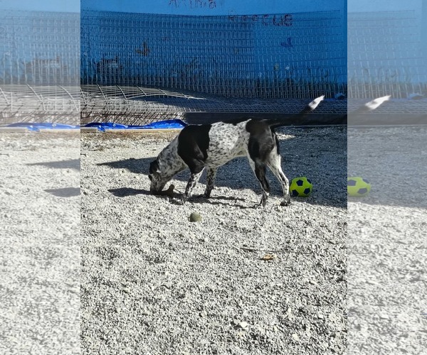 Medium Photo #2 Beagle-Unknown Mix Puppy For Sale in Stover, MO, USA