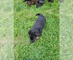 Small Photo #8 German Shepherd Dog Puppy For Sale in LYNCH STATION, VA, USA