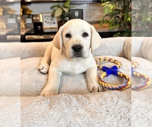 Labrador Retriever Puppy for sale in GREENWOOD, IN, USA