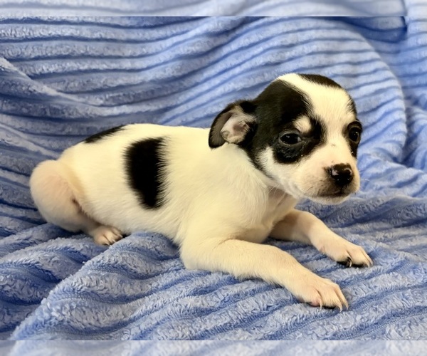 Medium Photo #3 Chihuahua Puppy For Sale in FAIR HAVEN, MI, USA