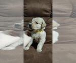 Small Photo #9 Golden Retriever Puppy For Sale in DAVENPORT, FL, USA