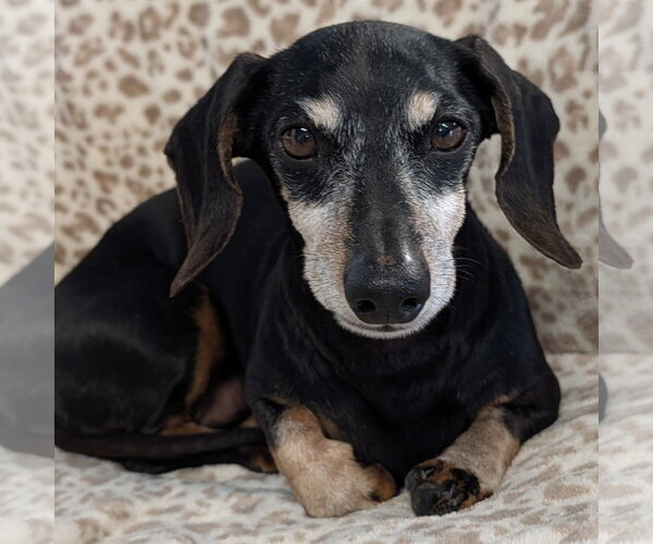 Medium Photo #5 Dachshund Puppy For Sale in Shelbyville, TN, USA