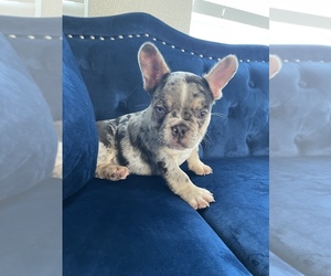 French Bulldog Puppy for Sale in DALLAS, Texas USA