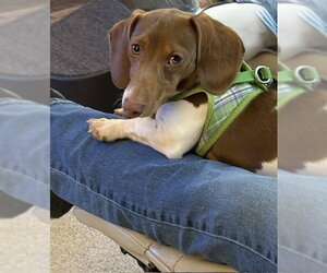 Dachshund Dogs for adoption in St. Louis Park, MN, USA