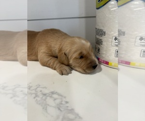 Golden Retriever Puppy for sale in GARDEN VALLEY, CA, USA