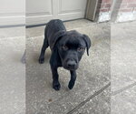 Small #3 Pointer-Rottweiler Mix