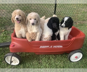 Poodle (Standard) Puppy for sale in DUNN, NC, USA