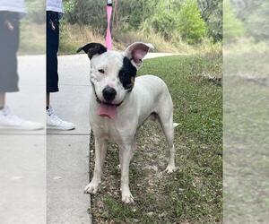 American Staffordshire Terrier-Unknown Mix Dogs for adoption in San Antonio, TX, USA