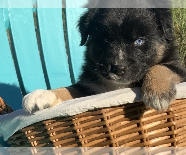 Medium Photo #3 Australian Shepherd Puppy For Sale in COLUMBIA, MD, USA