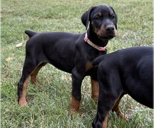 Doberman Pinscher Puppy for sale in NEWTON, NC, USA