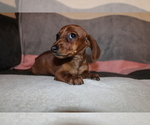 Small Photo #1 Dachshund Puppy For Sale in CHULA VISTA, CA, USA