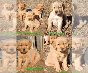 Golden Retriever Puppy for sale in WAKE FOREST, NC, USA