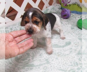 Beagle Puppy for Sale in RATTAN, Oklahoma USA