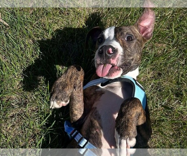 Medium Photo #2 American Pit Bull Terrier-Unknown Mix Puppy For Sale in Germantown, OH, USA