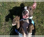 Small #1 American Pit Bull Terrier Mix