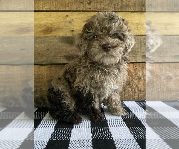 Medium Photo #1 Poodle (Toy) Puppy For Sale in SAINT AUGUSTINE, FL, USA