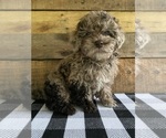 Small Photo #1 Poodle (Toy) Puppy For Sale in SAINT AUGUSTINE, FL, USA