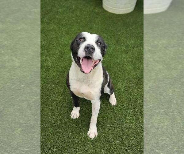 Medium Photo #2 Mutt Puppy For Sale in Rockwall, TX, USA