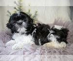 Small #1 Shih Tzu