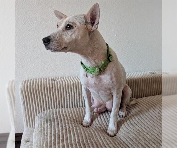 Medium Photo #1 Texas Heeler Puppy For Sale in Camarillo, CA, USA