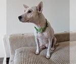 Small Texas Heeler