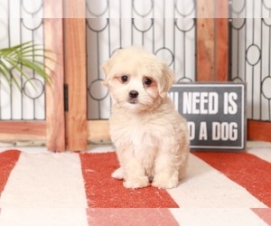 Maltipoo Puppy for sale in NAPLES, FL, USA